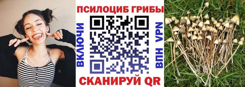 где продают   Нальчик  Галлюциногенные грибы Magic Shrooms 